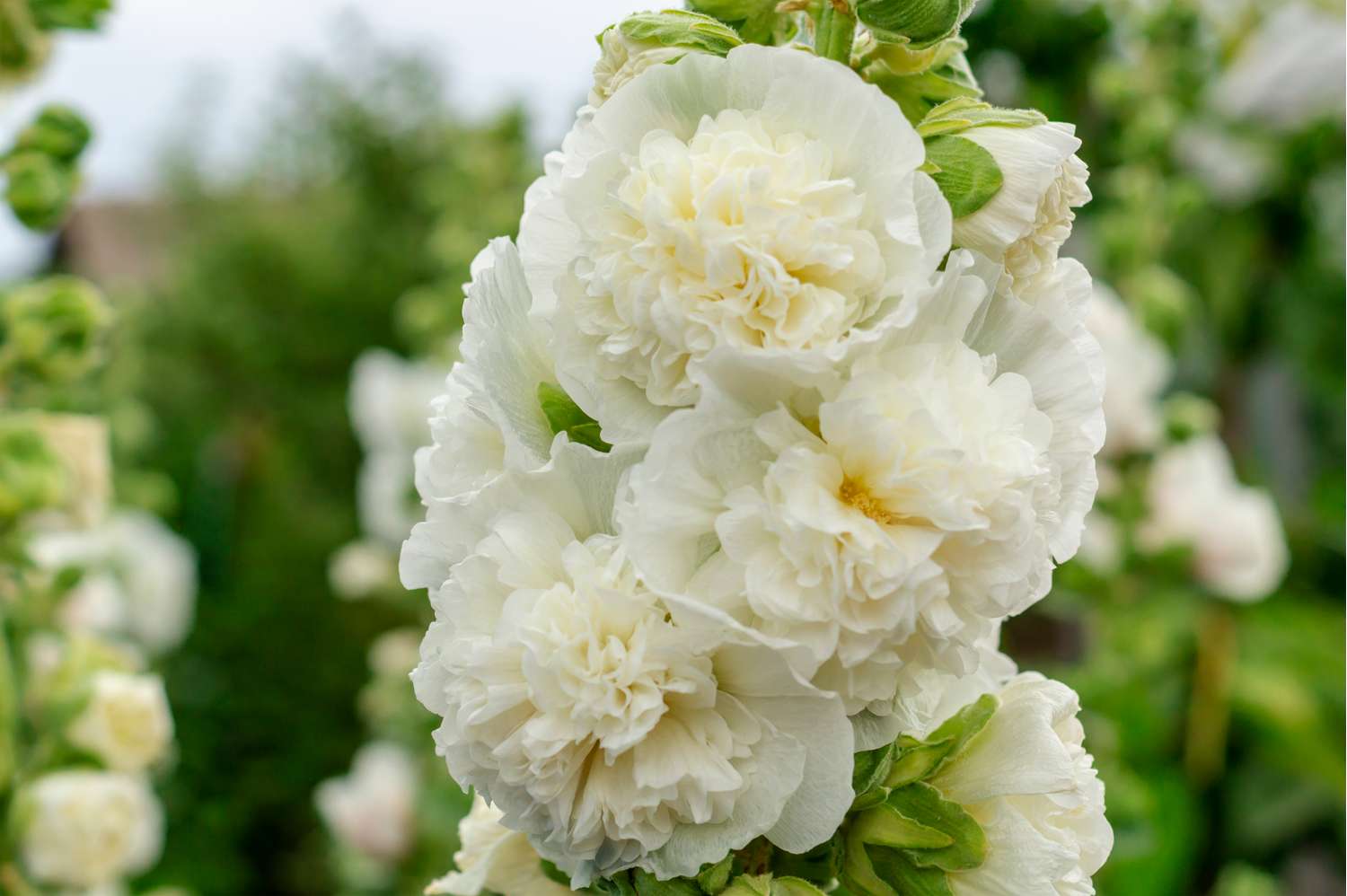 Stockrose ‘Chater's double White’